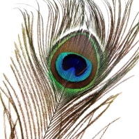 Перо павлина для декора 1 шт., размер — от 90 до 100 см Перо павлина для декора 1 шт., размер — от 90 до 100 см