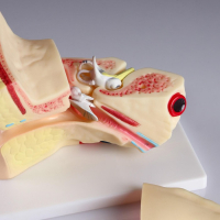 Макет "Ухо человека" 27*18см Макет "Ухо человека" 27*18см