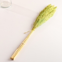 Набор сухоцветов "Камыш", банч длина 65 (+/- 6 см), зелёный