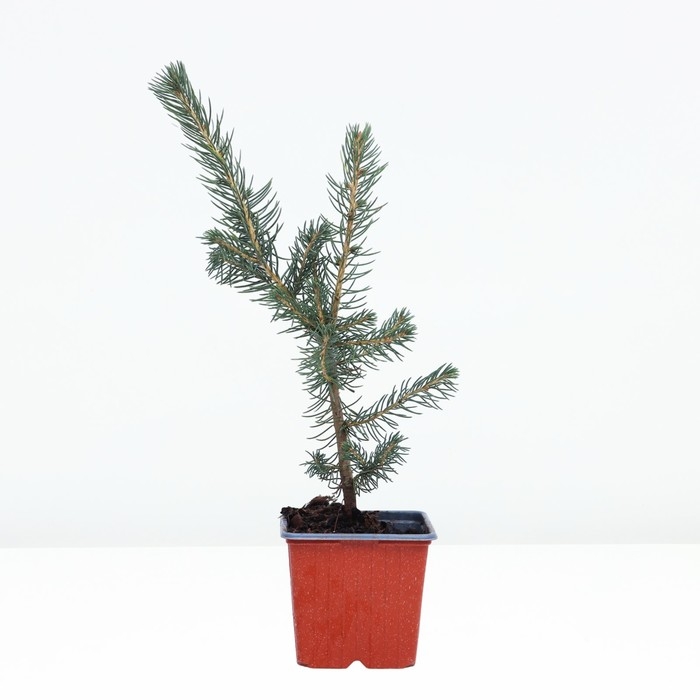 Ель сербская, Р9, 1шт, h 3-20 см, Осень 2024