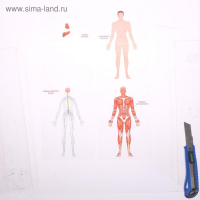 Набор для опытов «Строение человека», 10 обучающих карточек Набор для опытов «Строение человека», 10 обучающих карточек