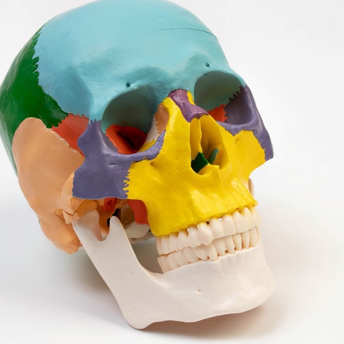 Макет Макет "Череп человека" цветной, 20*15*18см