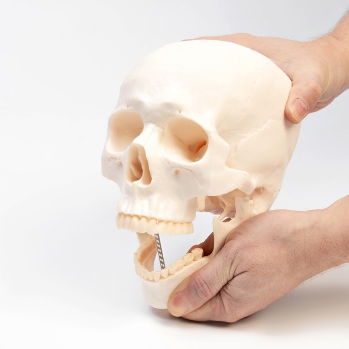 Макет Макет "Череп человека" 20*15*18см
