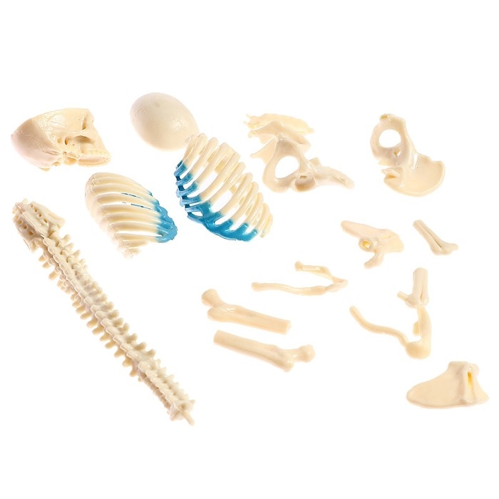 Набор для опытов «Строение тела», беременная женщина Набор для опытов «Строение тела», беременная женщина