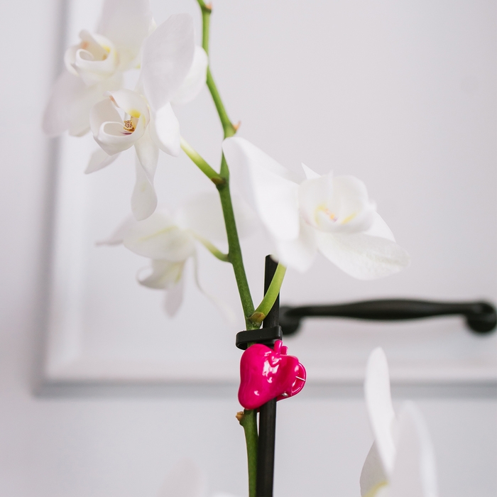 Клипса для растений «Улитка», набор 10 шт., МИКС, Greengo Клипса для растений «Улитка», набор 10 шт., МИКС, Greengo