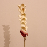 Сухоцвет на бамбуковом стебле 150 см белый