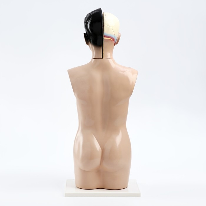 Макет Макет "Торс человека" 65 см