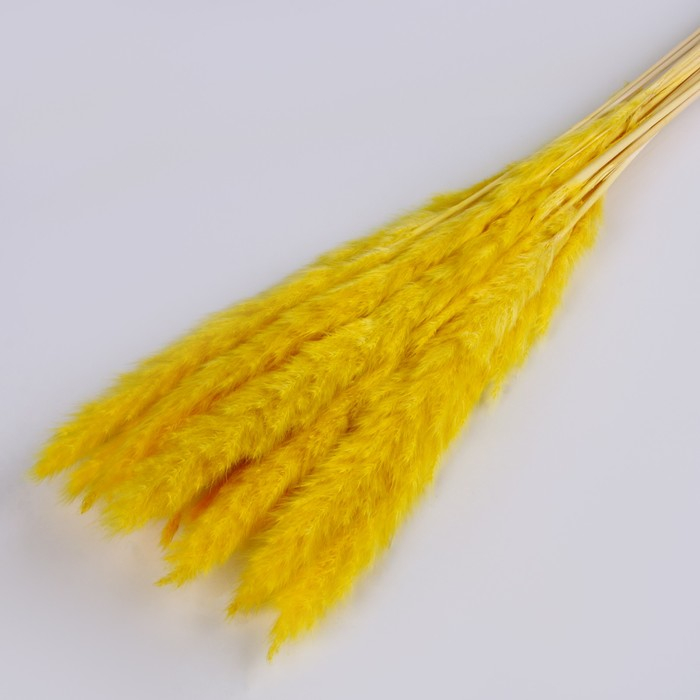 Сухоцвет &laquo;Камыш&raquo; набор 15 шт, цвет оранжевый