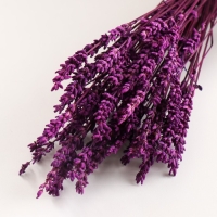 Набор сухоцветов "Лаванда" банч длина 30  (+/- 6 см), сиреневый