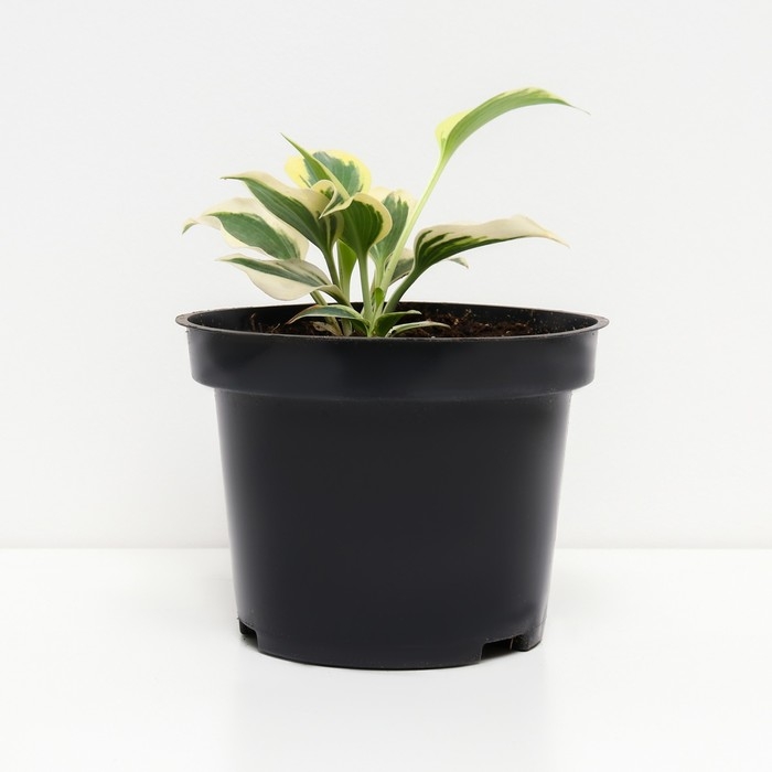 Хоста гибридная Фирн Лайн, С2 горшок, Н10-50 высота, 1 шт, Осень 2024 Хоста гибридная Фирн Лайн, С2 горшок, Н10-50 высота, 1 шт, Осень 2024