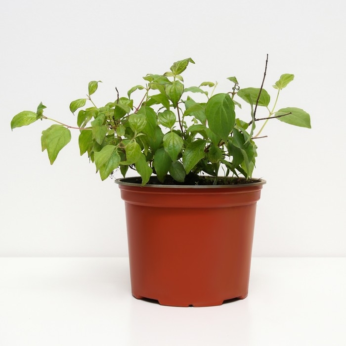 Гортензия метельчатая Сильвер Доллар, С3 горшок, Н10-50 высота, 1 шт, Осень 2024 Гортензия метельчатая Сильвер Доллар, С3 горшок, Н10-50 высота, 1 шт, Осень 2024