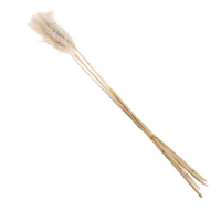 Сухоцвет &laquo;Пампасная трава&raquo; набор 5 шт., цвет бежевый