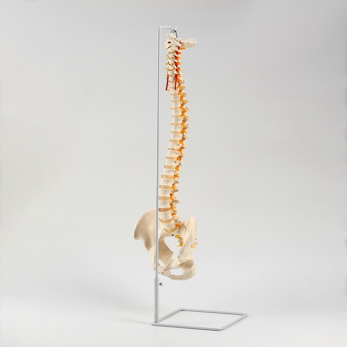 Макет Макет "Позвоночник человека" 74см