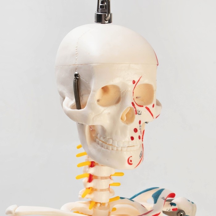 Макет Макет "Скелет взрослого человека" в полный рост, для изучения анатомии, 85 см