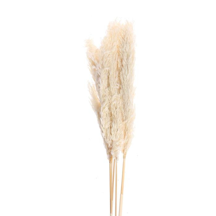 Сухоцвет «Пампасная трава» набор 5 шт., цвет бежевый Сухоцвет «Пампасная трава» набор 5 шт., цвет бежевый