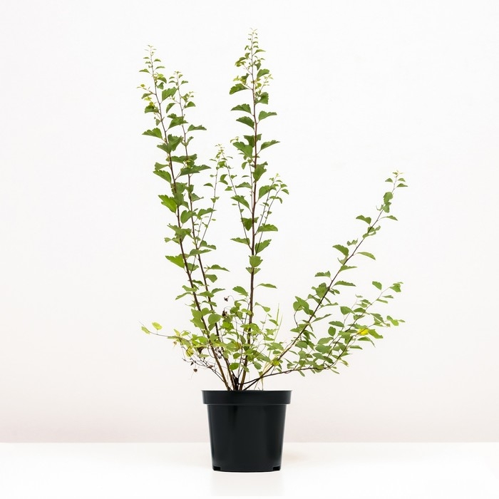 Спирея Ван-гутта, С2 горшок, Н10-50 высота, 1 шт, Осень 2024 Спирея Ван-гутта, С2 горшок, Н10-50 высота, 1 шт, Осень 2024