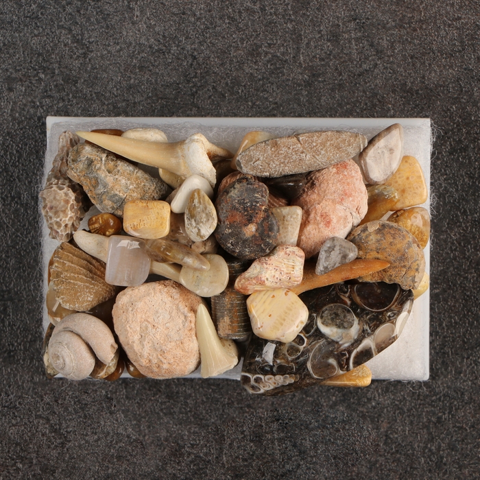 Набор Набор "Аммониты"