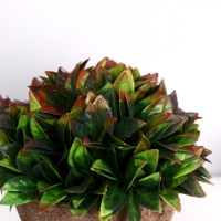 Бонсай в горшке "Густые листики" 13х11 см, микс Бонсай в горшке "Густые листики" 13х11 см, микс