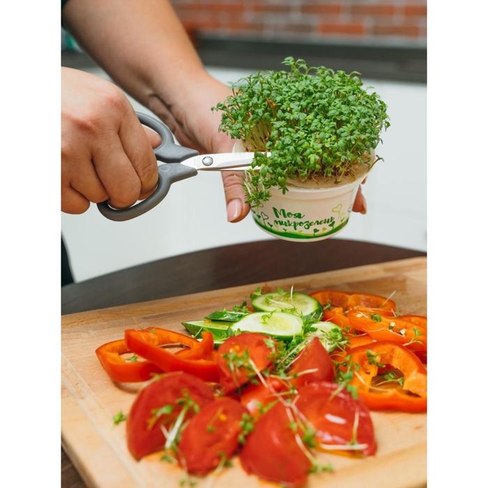 Набор для выращивания «Моя микрозелень», базилик Набор для выращивания «Моя микрозелень», базилик