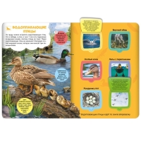 Книжка с окошками «Луг и пруд» Книжка с окошками «Луг и пруд»