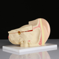Макет "Ухо человека" 27*18см Макет "Ухо человека" 27*18см