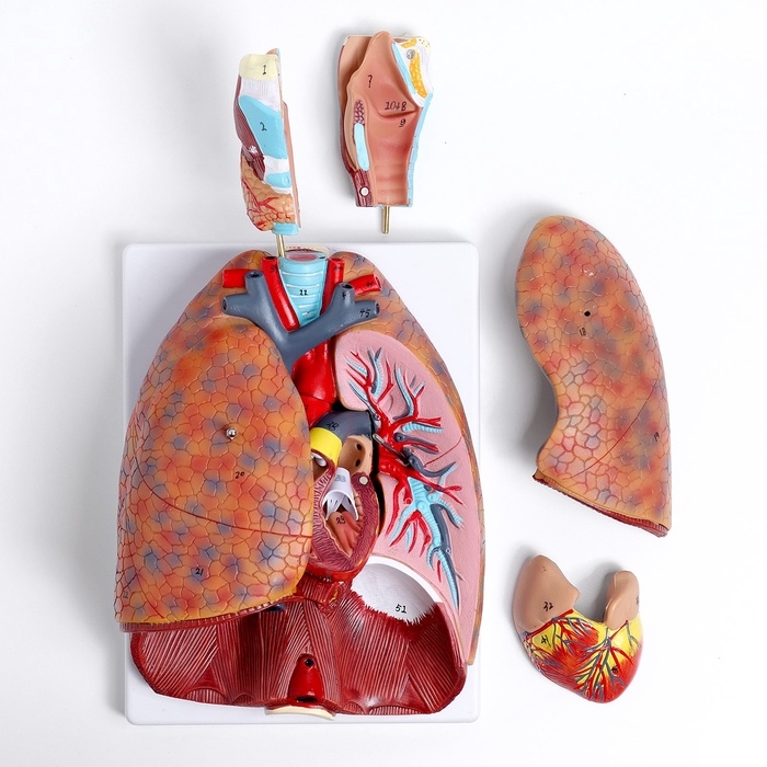 Макет "Грудь человека изнутри" разборный 27*20*11см