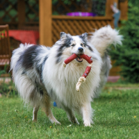 Игрушка резиновая "3 сосиски" на канате, 50 см, микс