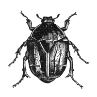 Распылитель-дождеватель, под коннектор, пластик, &laquo;Жук&raquo;